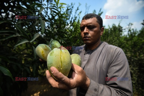 Zbiór mango w Egipcie - AFP