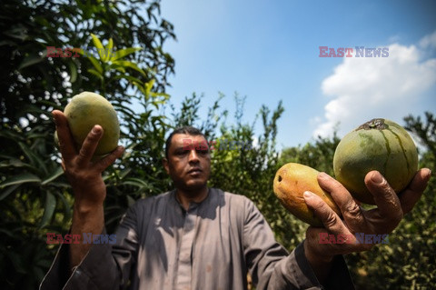 Zbiór mango w Egipcie - AFP