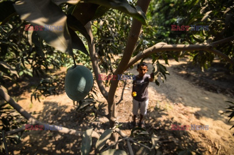 Zbiór mango w Egipcie - AFP