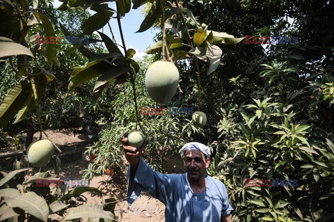 Zbiór mango w Egipcie - AFP