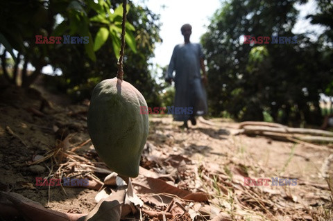 Zbiór mango w Egipcie - AFP