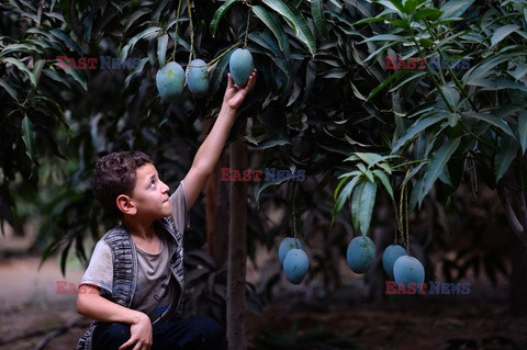 Zbiór mango w Egipcie - AFP