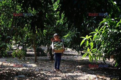 Zbiór mango w Egipcie - AFP