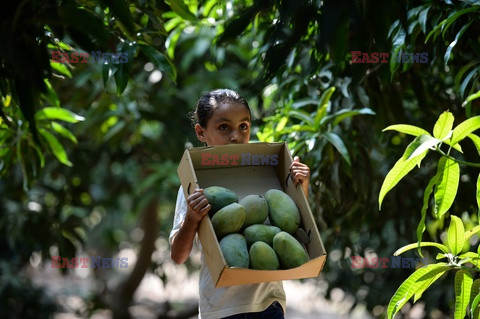 Zbiór mango w Egipcie - AFP