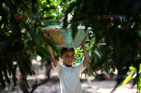 Zbiór mango w Egipcie - AFP