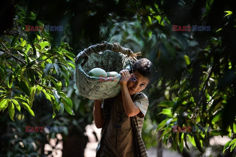 Zbiór mango w Egipcie - AFP