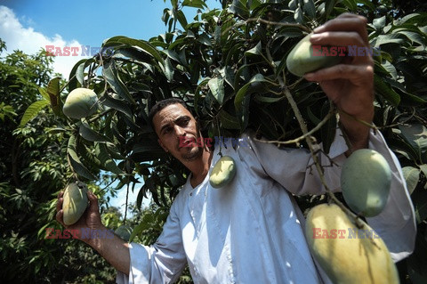 Zbiór mango w Egipcie - AFP