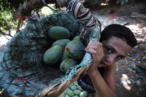 Zbiór mango w Egipcie - AFP