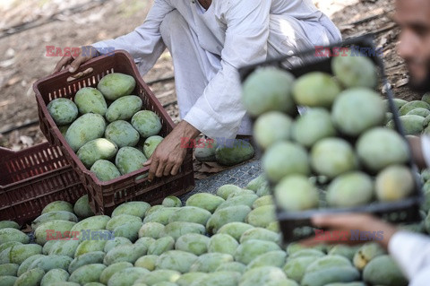 Zbiór mango w Egipcie - AFP