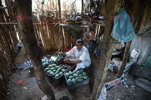 Zbiór mango w Egipcie - AFP