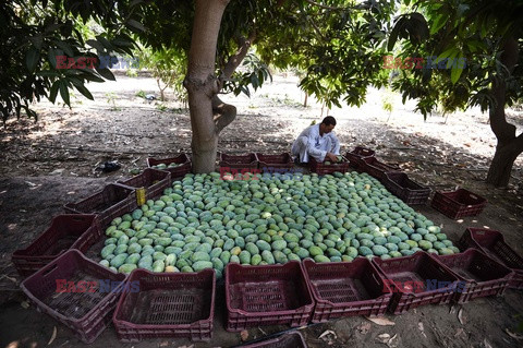 Zbiór mango w Egipcie - AFP