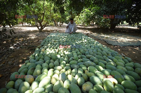 Zbiór mango w Egipcie - AFP