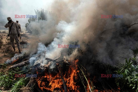 Palenie plantacji marihuany - AFP