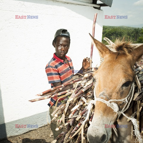 Clairin, ulubiony alkohol mieszkańców Haiti - Redux