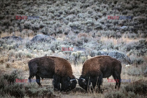 USA - Park Narodowy Yellowstone