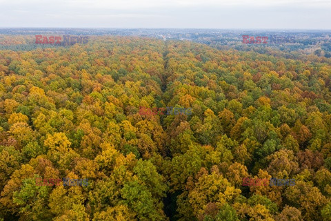 Złota polska jesień