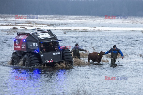 Ratowanie krów na Biebrzy