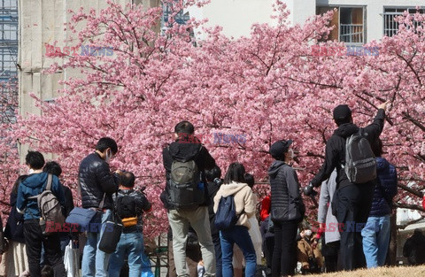 Kwitnące wiśnie w Japonii