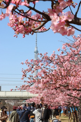 Kwitnące wiśnie w Japonii