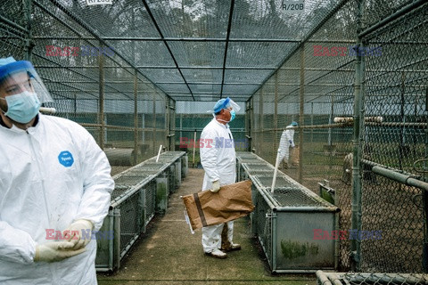 Pandemia zwiększyła popyt na zwierzęta laboratoryjne