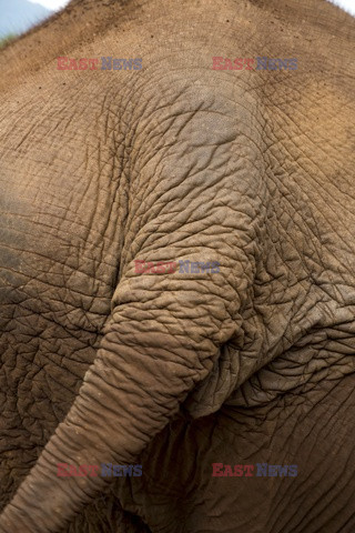 Park dla uratowanych słoni - Redux