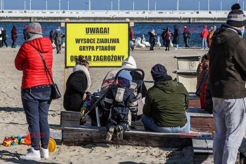 Sopot w strefie zagrożenia wystąpieniem grypy ptaków