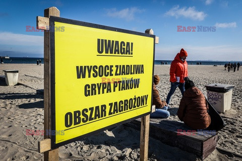 Sopot w strefie zagrożenia wystąpieniem grypy ptaków