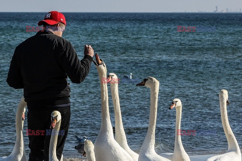 Sopot w strefie zagrożenia wystąpieniem grypy ptaków