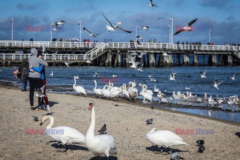 Sopot w strefie zagrożenia wystąpieniem grypy ptaków