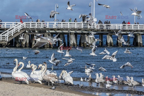 Sopot w strefie zagrożenia wystąpieniem grypy ptaków