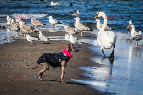 Sopot w strefie zagrożenia wystąpieniem grypy ptaków