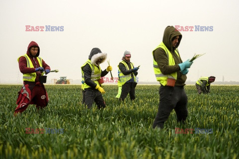 Rumuńscy pracownicy sezonowi w Anglii - AFP