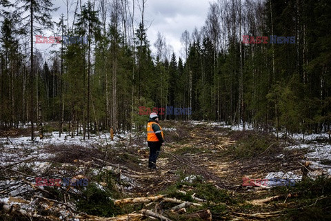 Fabryka drewna w Wołogdzie - AFP