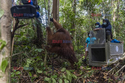 Dziki orangutan przeniesiony w bezpieczne miejsce