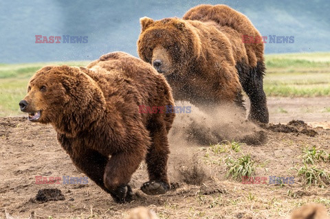 Niedźwiedzie walczą o jedzenie