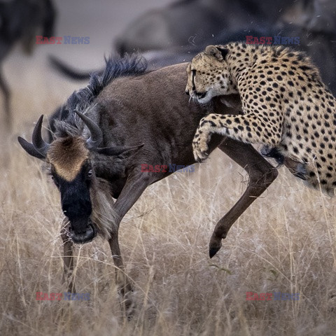 Gepard złapał gnu