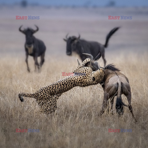 Gepard złapał gnu