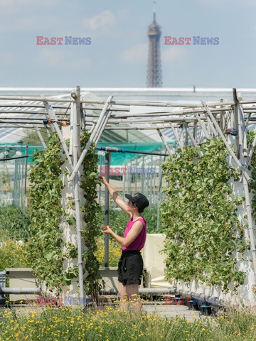 Miejska farma dachowa w Paryżu