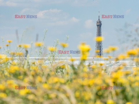 Miejska farma dachowa w Paryżu