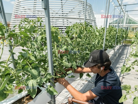 Miejska farma dachowa w Paryżu