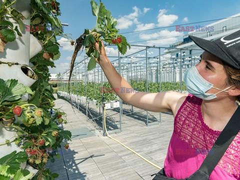 Miejska farma dachowa w Paryżu