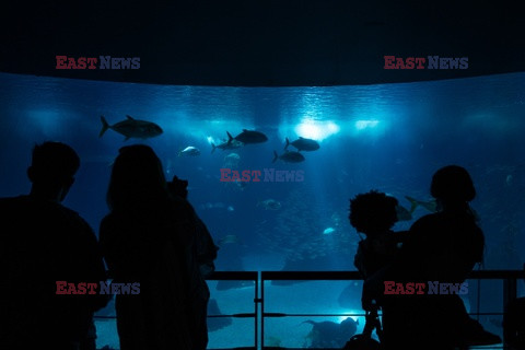 Oceanarium w Lizbonie