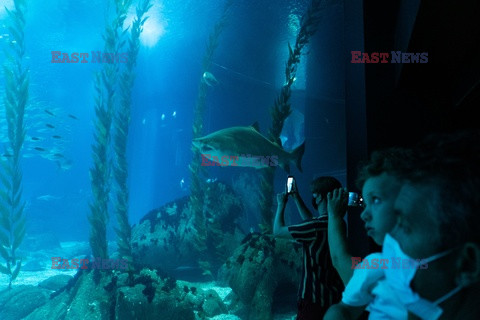 Oceanarium w Lizbonie