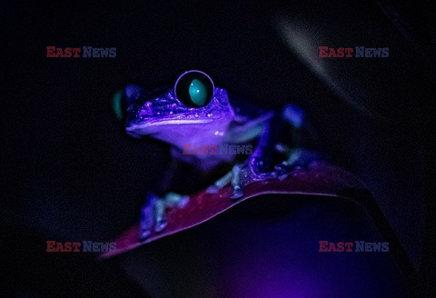 Fluorescencyjne zwierzęta