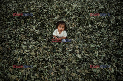 Uprawa liści koki w Peru - AFP