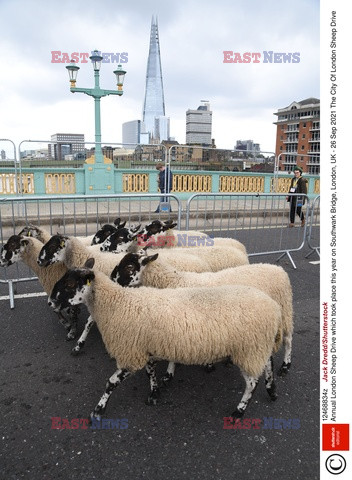 Owce na moście w Londynie