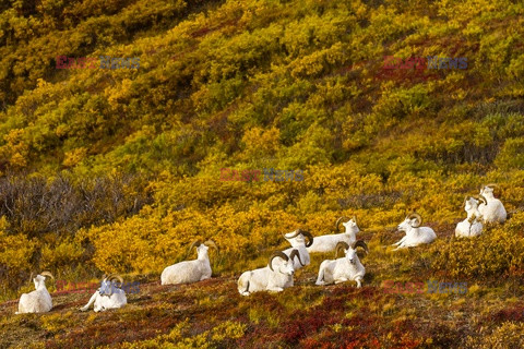 Design Pics/Alaska Stock Images