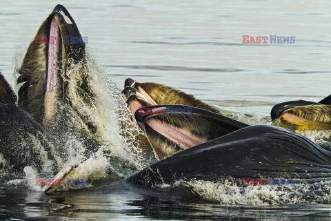 Design Pics/Alaska Stock Images