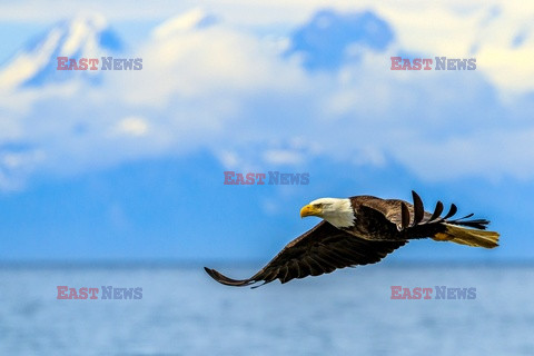 Design Pics/Alaska Stock Images