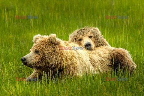 Design Pics/Alaska Stock Images